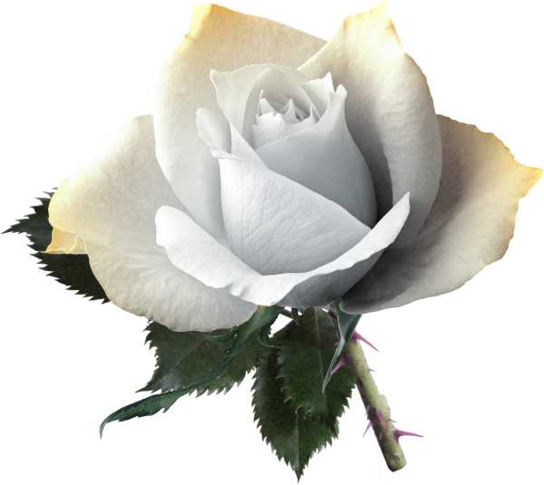 Белые розы на прозрачном фоне