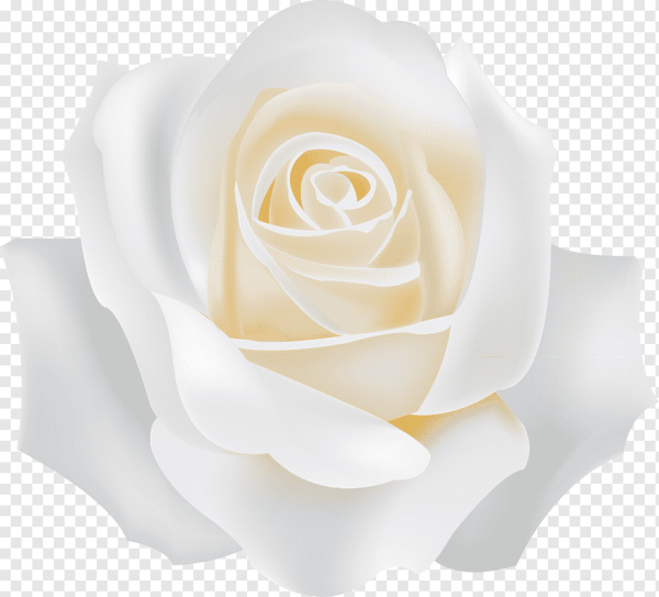 Бутон белой розы