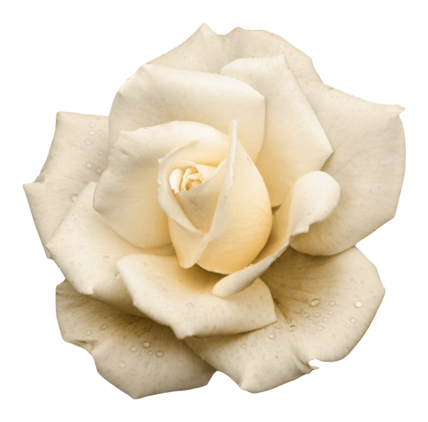 Бежевые розы на прозрачном фоне