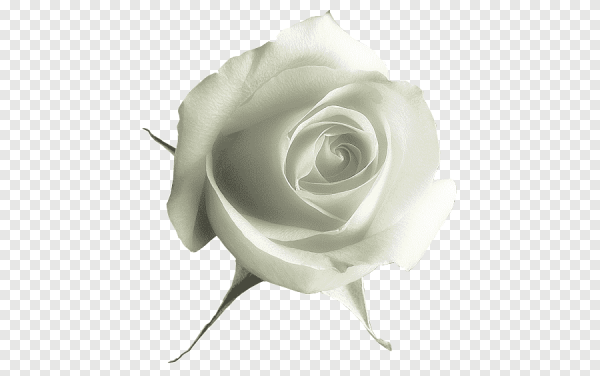 Белые розы на белом фоне