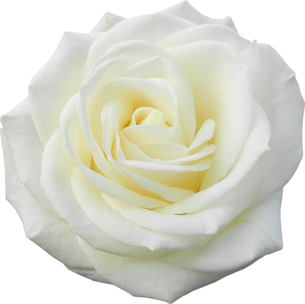 Розы на прозрачном фоне