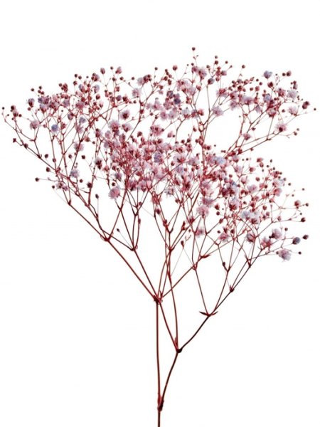 Ветка розовой гипсофилы