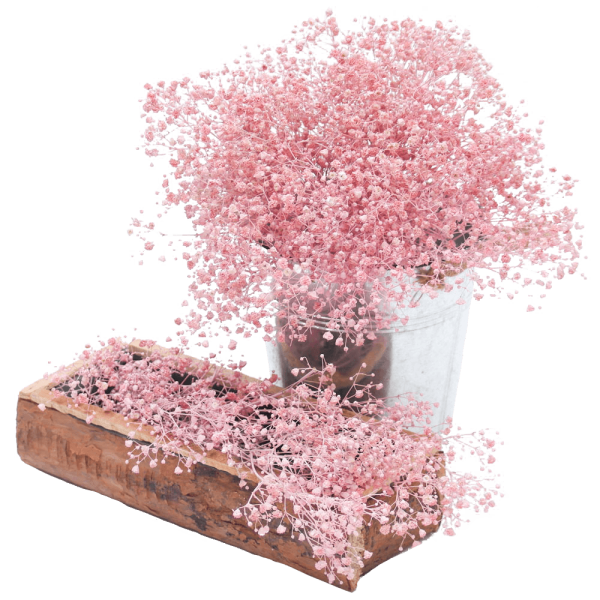 Гипсофила розовая