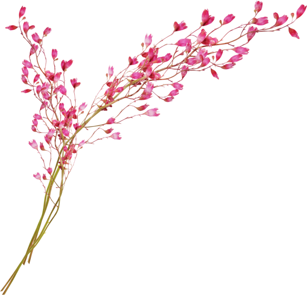 Веточка цветов