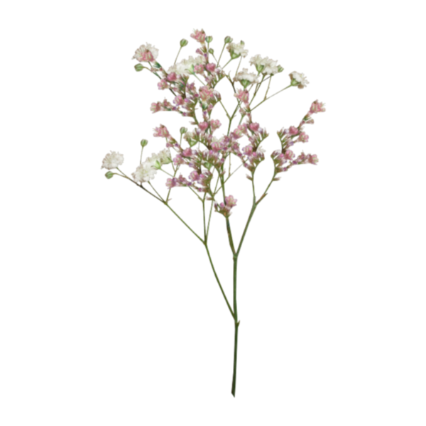 Гипсофила на белом фоне