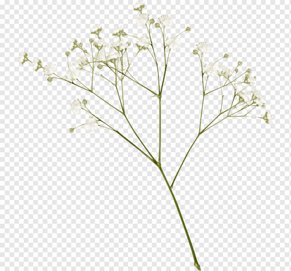 Веточка гипсофилы на прозрачном фоне