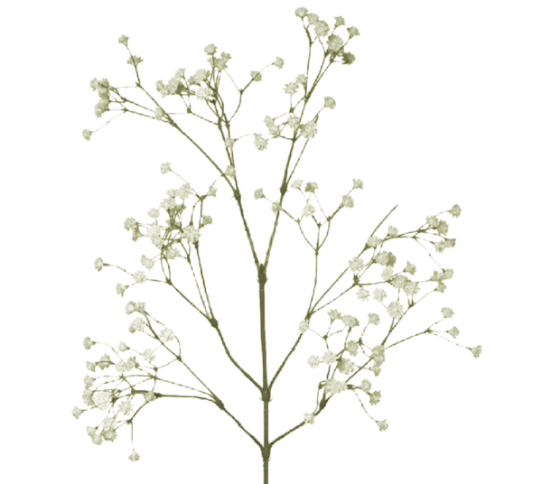 Гипсофила ветка