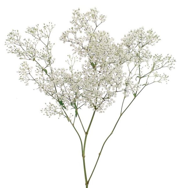 Гипсофила пере блоссом