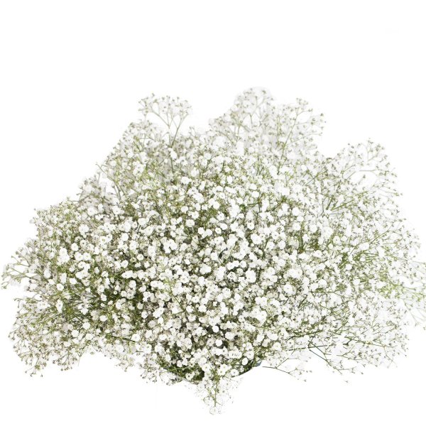 Гипсофила метельчатая веточка