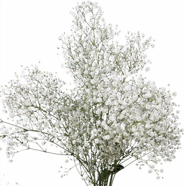 Гипсофила на белом фоне