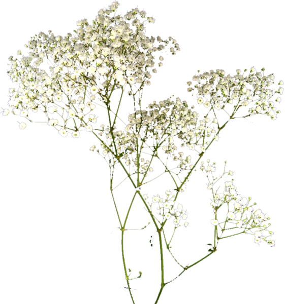 Гипсофила белая ветка