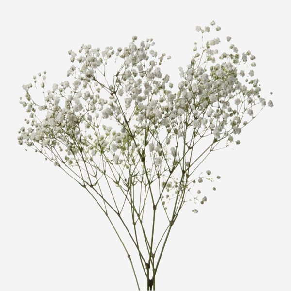 Гипсофила белая ветка