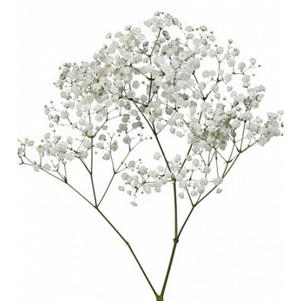 Гипсофила для фотошопа