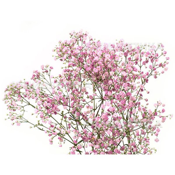 Гипсофила розовая ветка