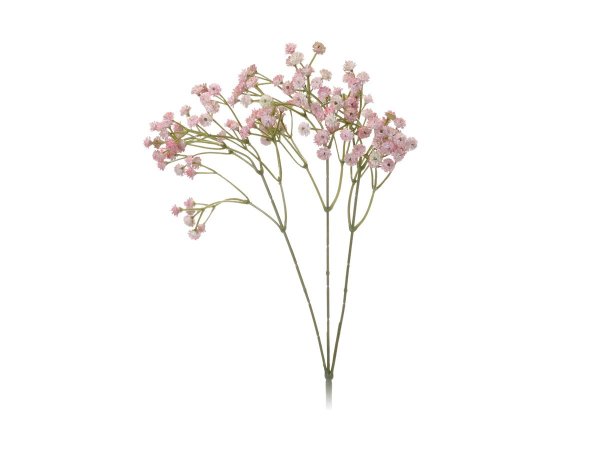 Качим метельчатый сухоцвет