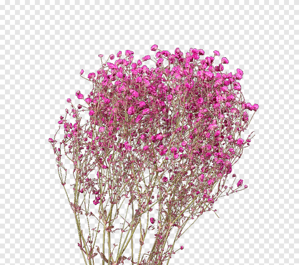 Засушенный цветок клипарт