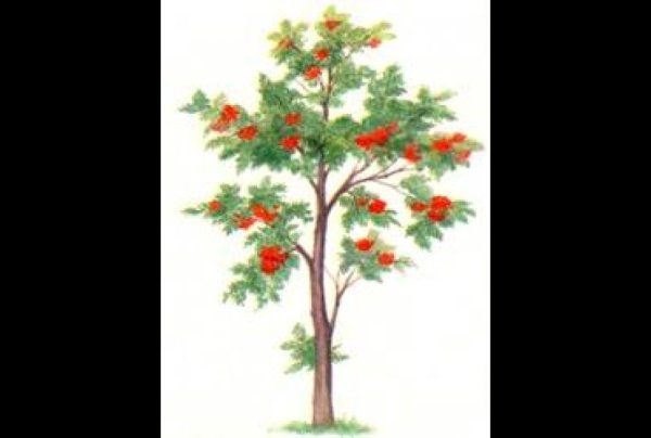 Рябина дерево для детей