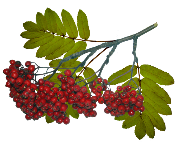 Кисть Рябинки гроздь Калинки