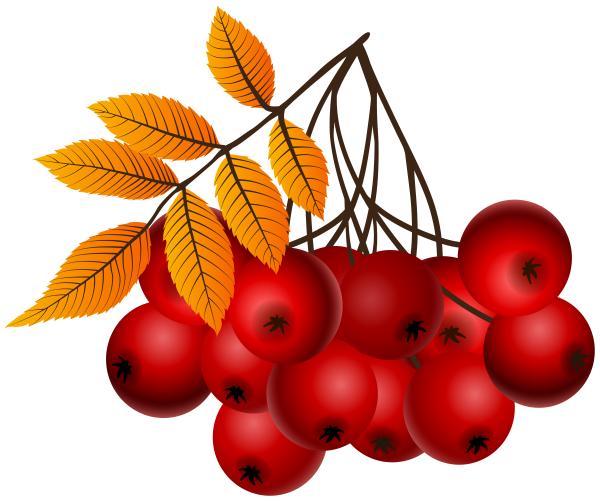 Рябина вектор