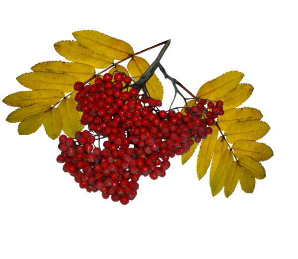 Кисть рябины гроздь калины
