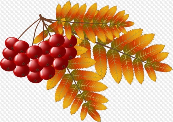 Ветка рябины