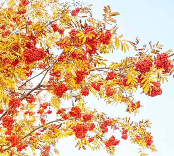 Осенняя рябина дерево на белом фоне