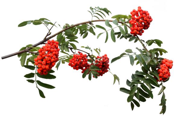 Рябина на белом фоне