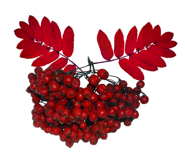 Гроздь рябины