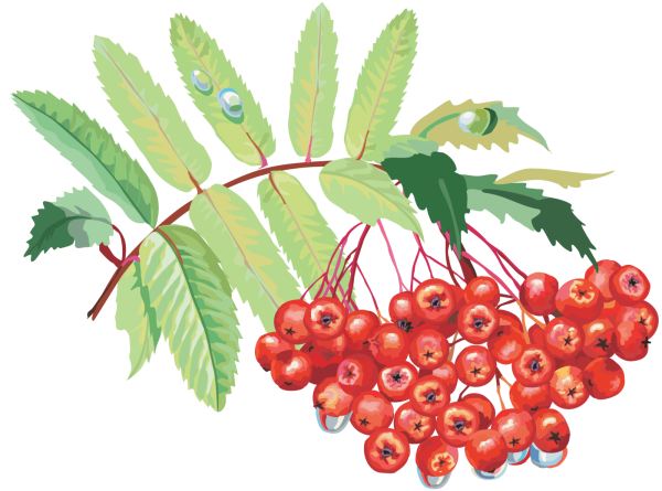 Рябина картинка для детей