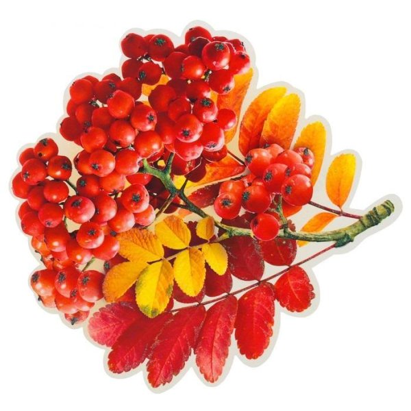Осенняя ветка рябины