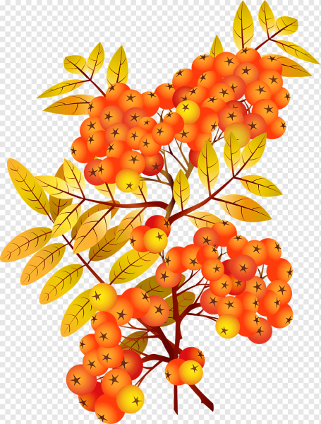 Осенние листья рябины