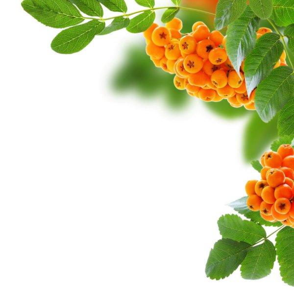 Рамки для текста с рябинкой