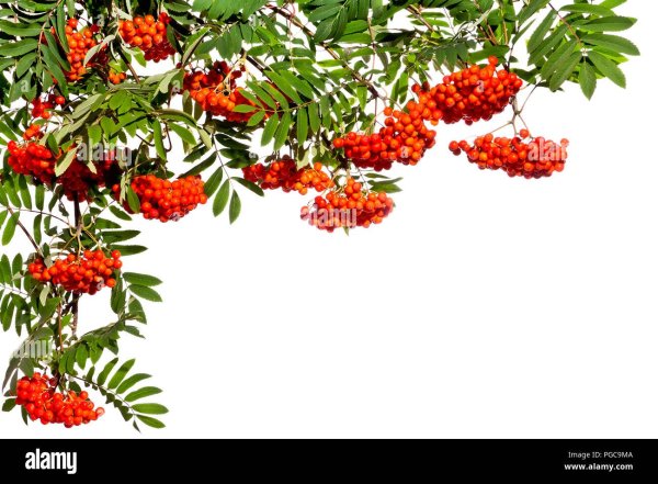 Фоторамка с рябиной