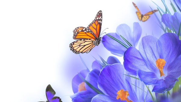 Бабочки на Светлом фоне