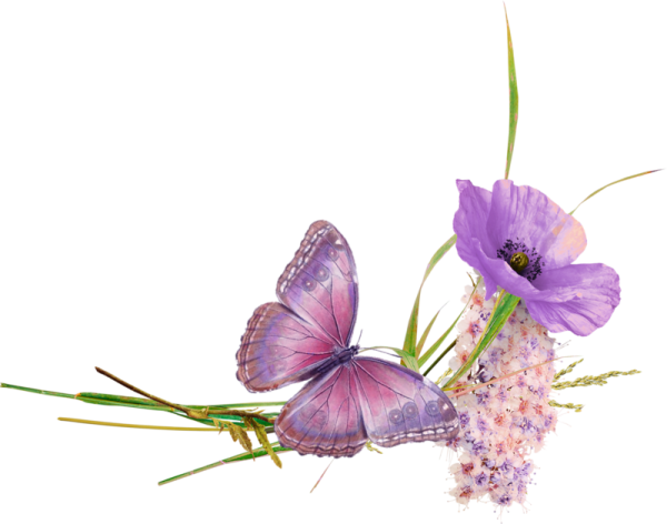 Бабочка на цветке на белом фоне