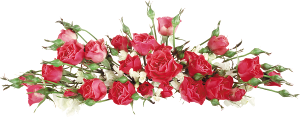 Розы горизонтально