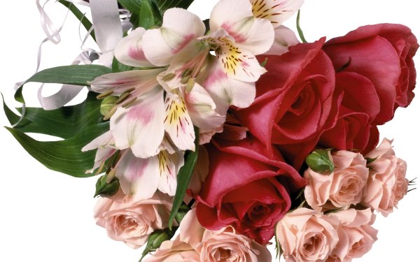 Маргаритки, маки, лютики, Жасмин, Нарцисс