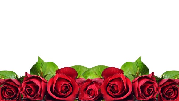 Рамка с розами на прозрачном фоне