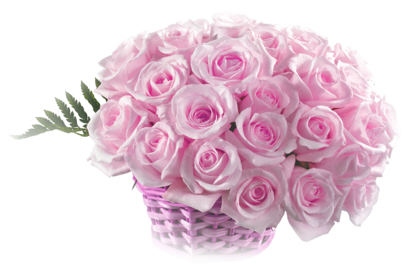 Розовые розы