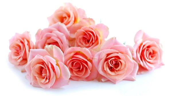 Розовые розы