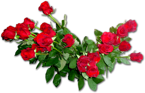 Букет роз на прозрачном фоне