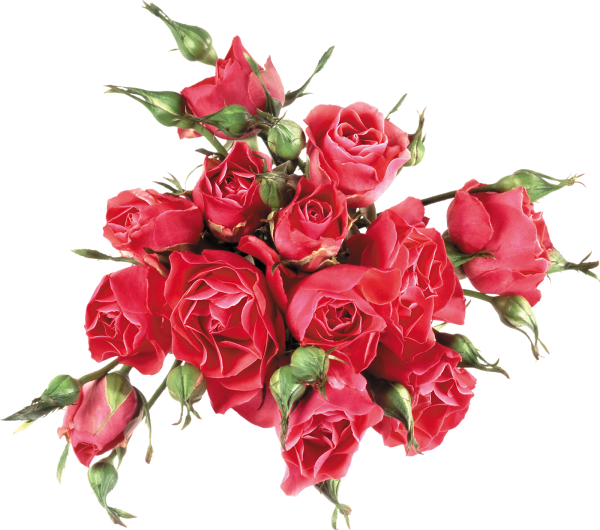 Цветы с юбилеем на прозрачном фоне