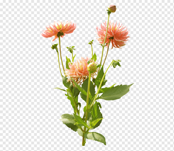 Георгины цветы для фотошопа