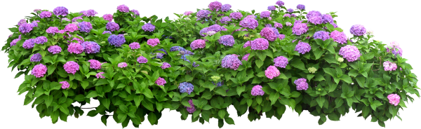 Куст гортензии сверху