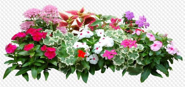 Балконные цветы на прозрачном фоне