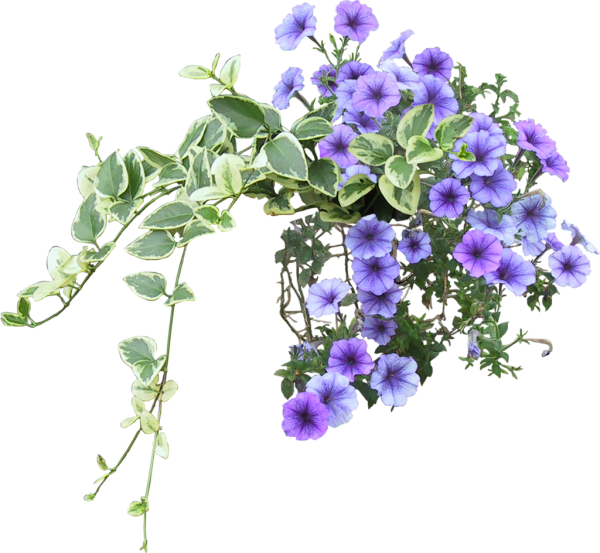 Петунья Вьюн