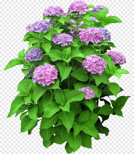 Гортензия куст