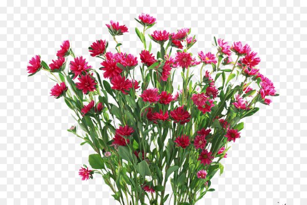 Гвоздика и Астра