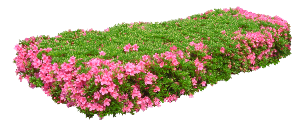 Клумба на белом фоне