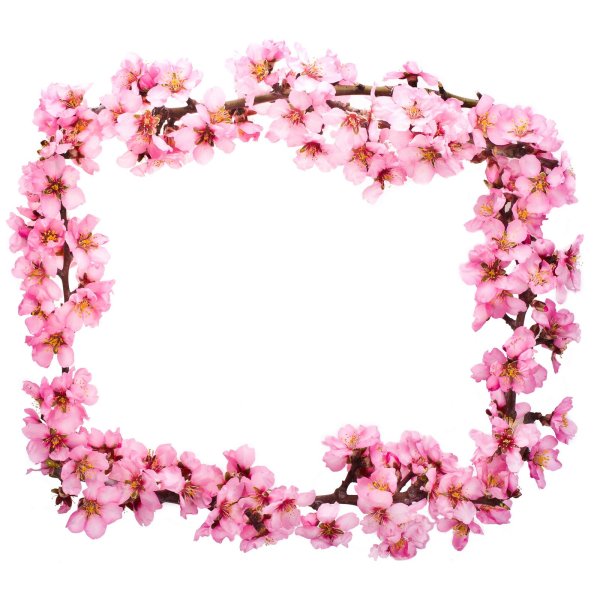 Цветы Сакуры рамка